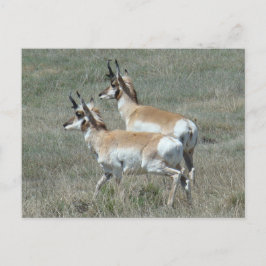 Cartão Postal A27 Pronghorn Antelope Young Bucks