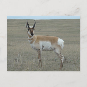 Cartão Postal A28 Antilope Pronghorn Bicho Novo