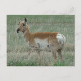Cartão Postal A31 Pronghorn Antelope Doe