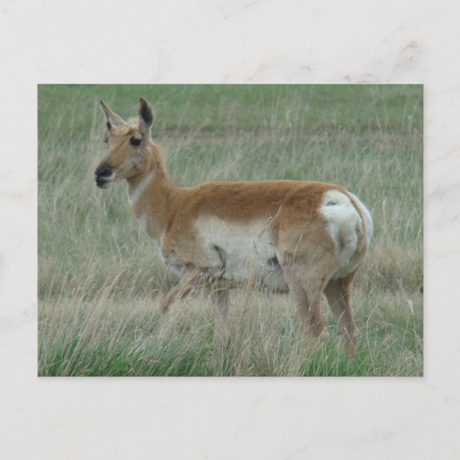 Cartão Postal A31 Pronghorn Antelope Doe (Frente)
