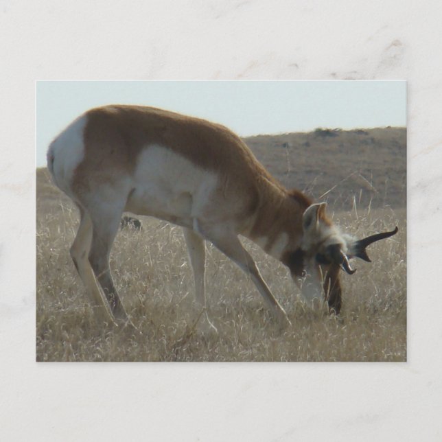 Cartão Postal A34 Anílope Pronghorn (Frente)