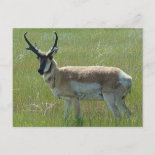 Cartão Postal A36 antílope americano macho