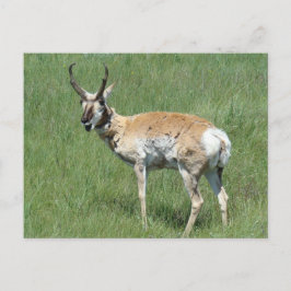 Cartão Postal A3 Pronghorn Antelope Mastigação