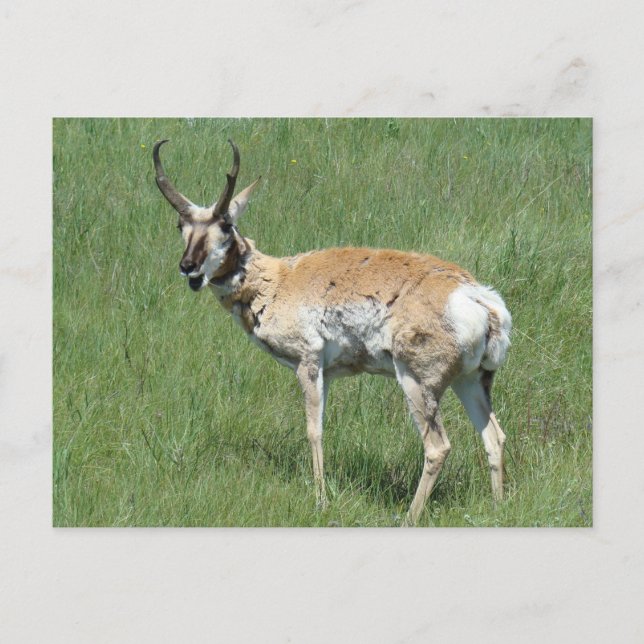 Cartão Postal A3 Pronghorn Antelope Mastigação (Frente)