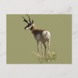 Cartão Postal A43 Pronghorn Antelope Buck