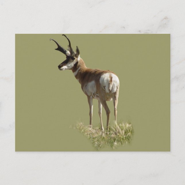 Cartão Postal A43 Pronghorn Antelope Buck (Frente)