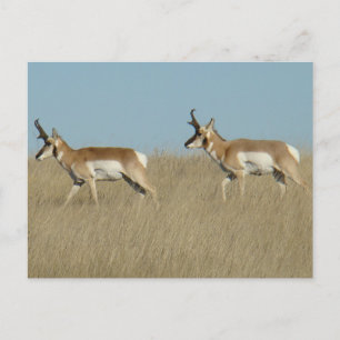 Cartão Postal A45 Pronghorn Antelope Bucks