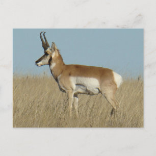 Cartão Postal A46 Pronghorn Antelope