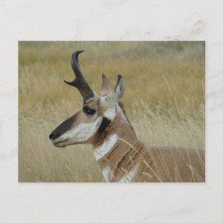 Cartão Postal A4 Pronghorn Antelope Young Buck Head Shot Perfil