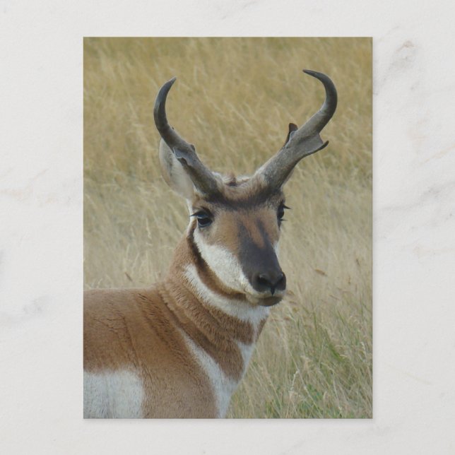 Cartão Postal A5 Pronghorn Antelope Big Buck Head Shot (Frente)