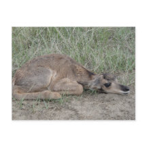 A6 Bebe Antilope Pronghorn