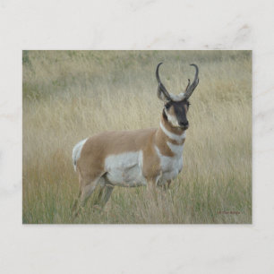 Cartão Postal A8 Pronghorn Antelope Big Buck