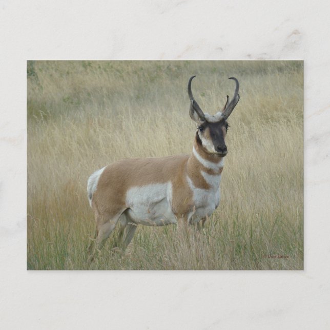 Cartão Postal A8 Pronghorn Antelope Big Buck (Frente)