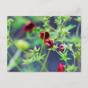Cartão Postal A Abelha Com Flor Vermelho