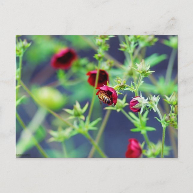 Cartão Postal A Abelha Com Flor Vermelho (Frente)