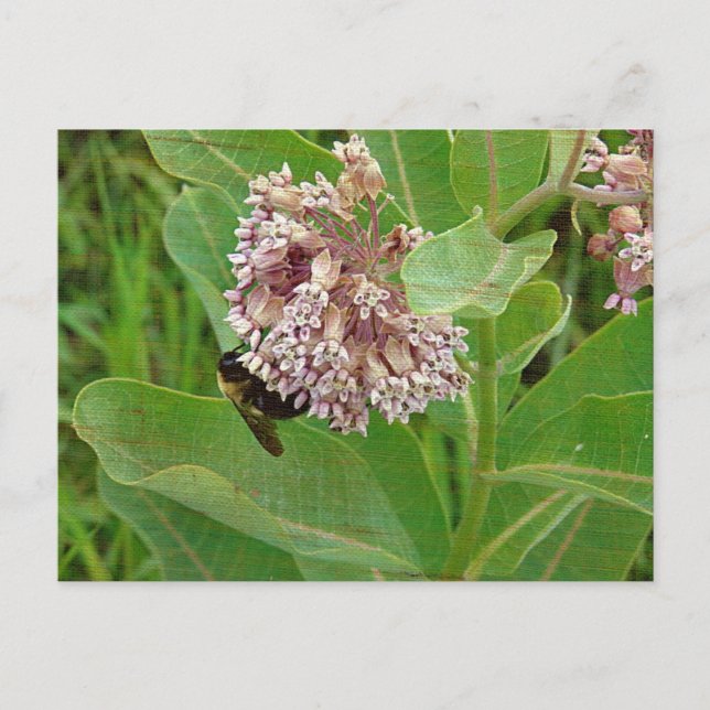 Cartão Postal A Abelha do Bumble na Milkweed (Frente)