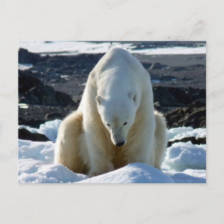 Cartão Postal A ajuda, meu mundo está derretendo!