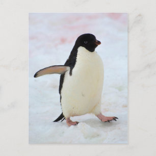 Cartão Postal A Antártica. Ilha de Petermann. Pinguim de Adelie