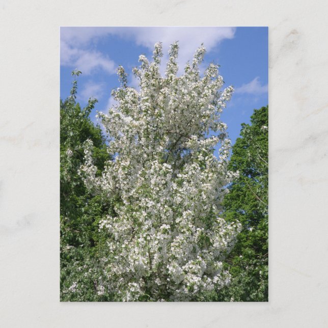 Cartão Postal A Antiga Árvore de Maçã (Frente)