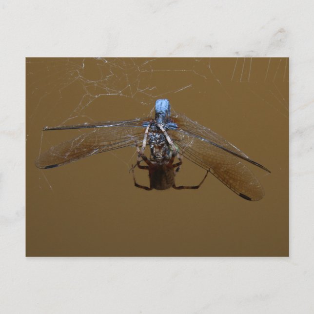 Cartão Postal A aranha e a mosca (Frente)