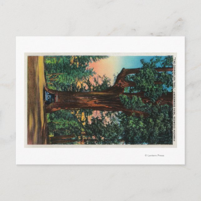 Cartão Postal A Árvore Chandelier, Underwood Park (Frente)