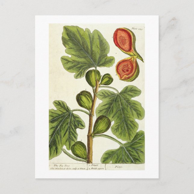 Cartão Postal A Árvore Fig, placa 125 de "A Curiosa Herbal", p (Frente)
