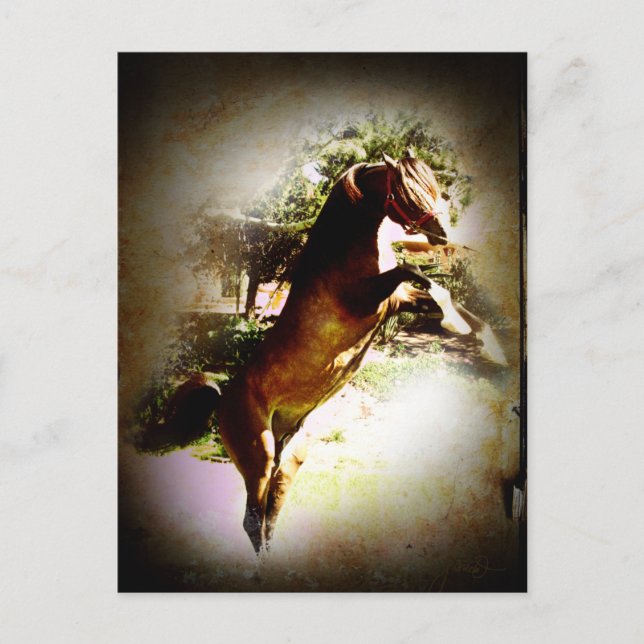 Cartão Postal A Baía Colt (Frente)