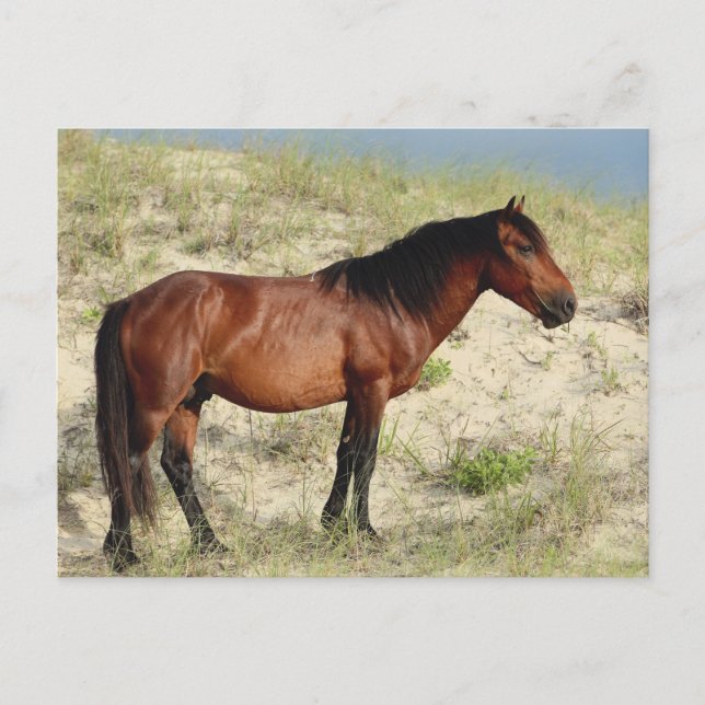 Cartão Postal A Baía Corolla Stallion (Frente)