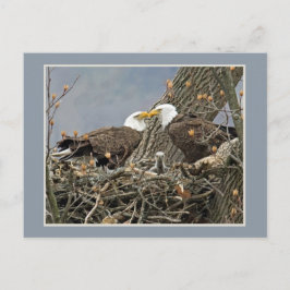 Cartão Postal A Bald Eagle Family Portrait