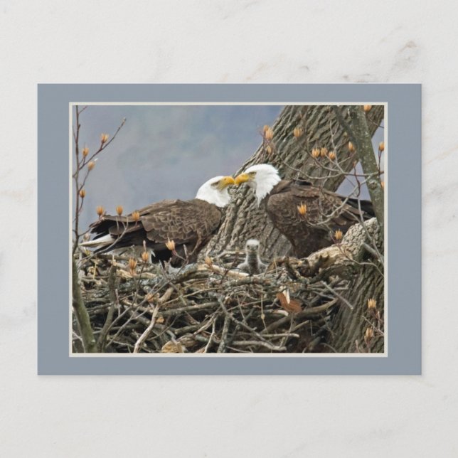 Cartão Postal A Bald Eagle Family Portrait (Frente)