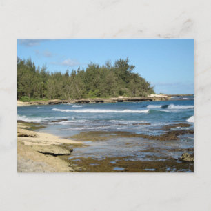 Cartão Postal A bela tartaruga de Oahu Hawaii