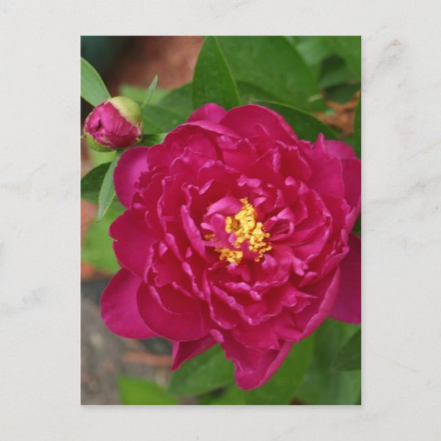 Cartão Postal A Beleza Da Primavera (Frente)