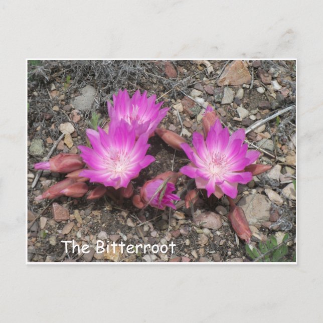 Cartão Postal A Bitterroot de Montana: A flor favorita de Deus (Frente)