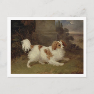 Cartão Postal A Blenheim Spaniel, c.1820-30 (óleo na canvas)