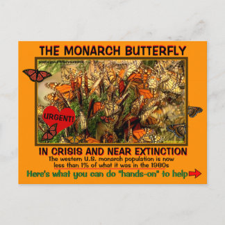 Cartão Postal A borboleta monarca está ameaçada, como ajudar -