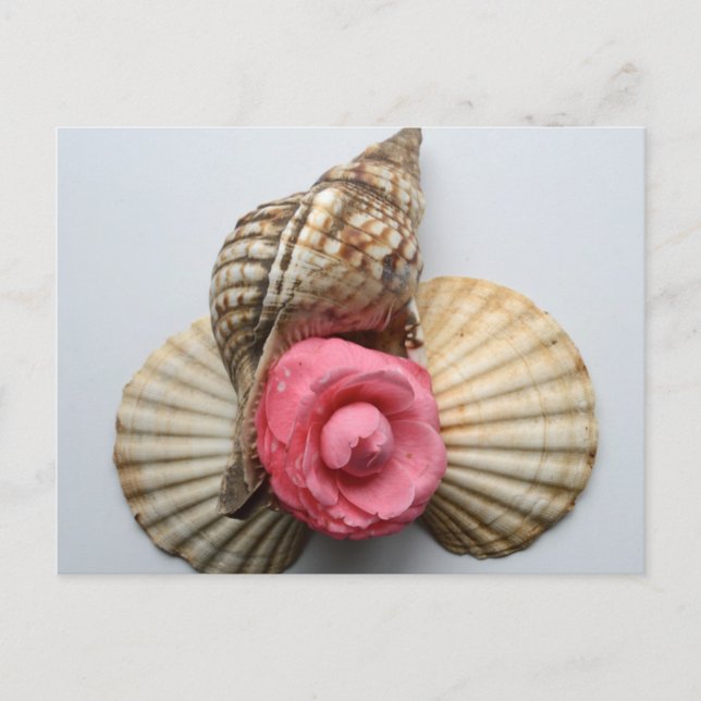 Cartão Postal A Camellia E Os Conchas (Frente)