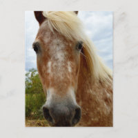 "A Carona de Açúcar: A Graça de Appaloosa"