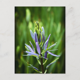Cartão Postal A cor púrpura