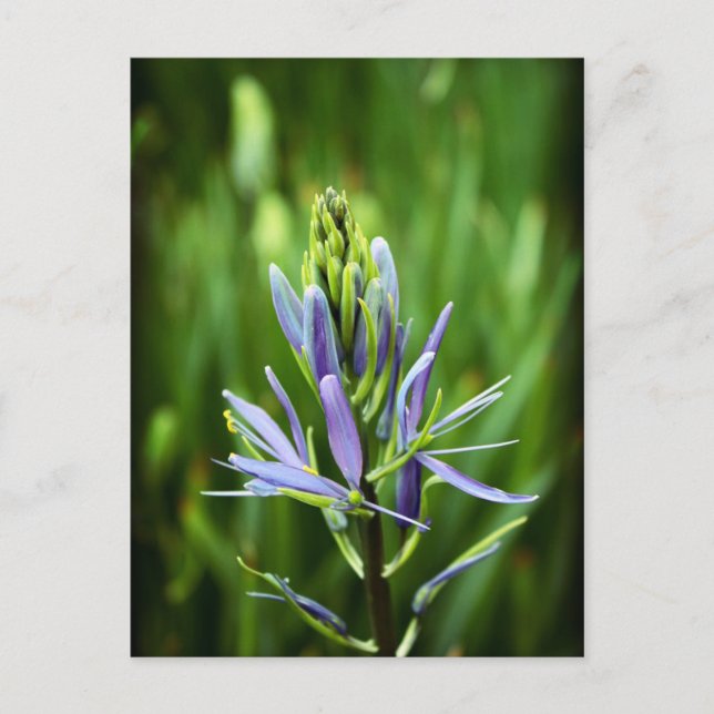 Cartão Postal A cor púrpura (Frente)