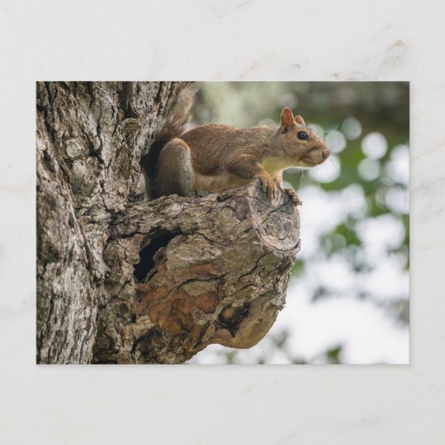 Cartão Postal A curious squirrel perched on the knob of a tree. (Frente)