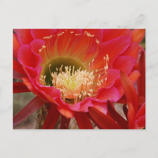 Cartão Postal A dança da natureza (Frente)