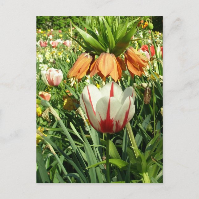 Cartão Postal A Design Floral da Stacey. (Frente)