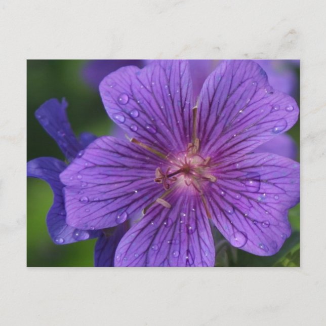 Cartão Postal A Design Floral da Stacey. (Frente)