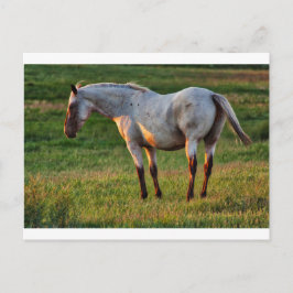 Cartão Postal A égua de Roan