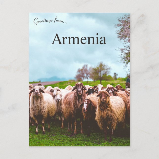 Cartão Postal A Flock of Sheep in Kotayk Province Armenia (Frente)