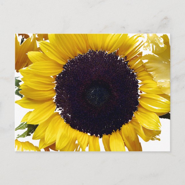 Cartão Postal A Flor do Sol (Frente)