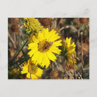 Cartão Postal A Flor e a Abelha