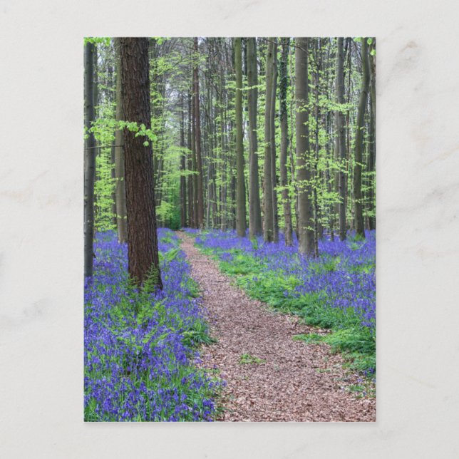 Cartão Postal A Floresta de Halle | Halle, Bélgica (Frente)