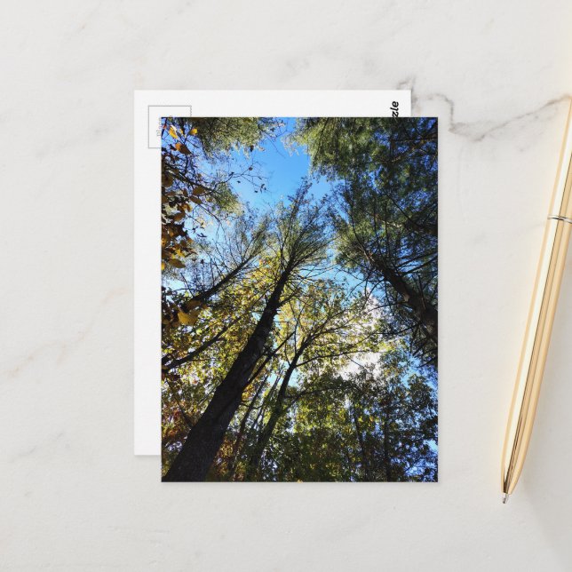 Cartão Postal A Floresta de Outono (Frente/Verso In Situ)
