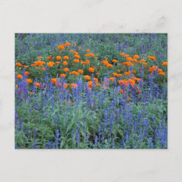 Cartão Postal A flower garden of blue salvia and marigolds.